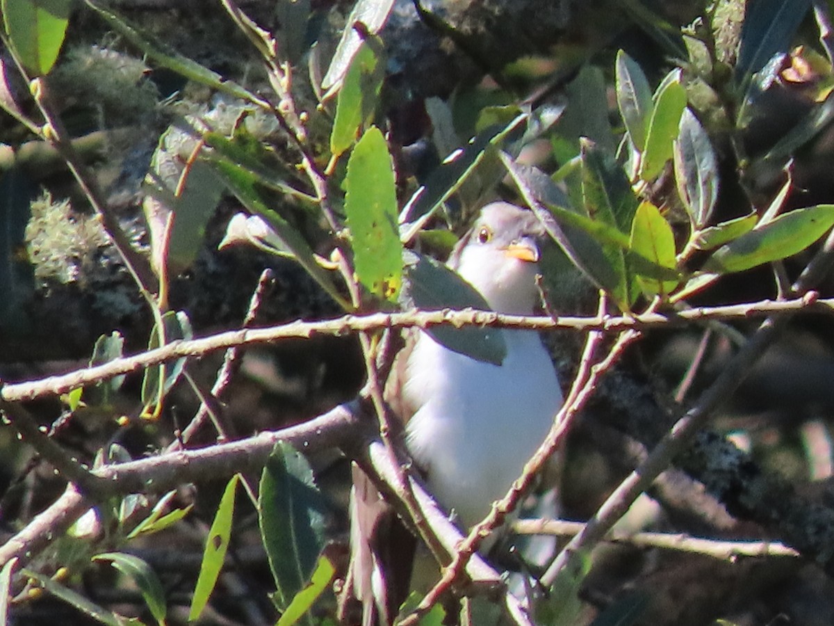 Yellow-billed Cuckoo - Elizabeth Lewis