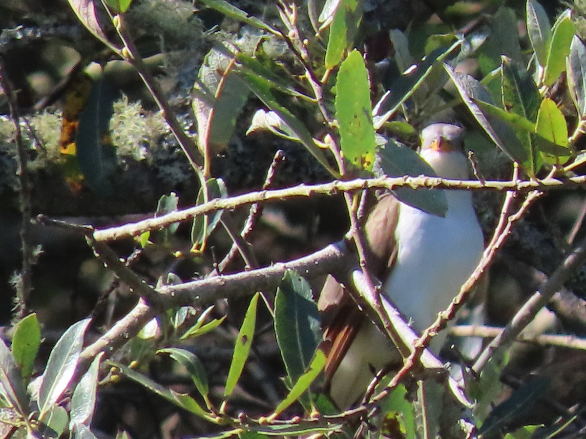 Yellow-billed Cuckoo - Elizabeth Lewis