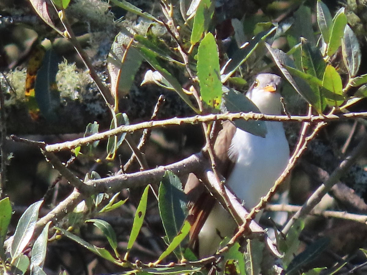 Yellow-billed Cuckoo - Elizabeth Lewis