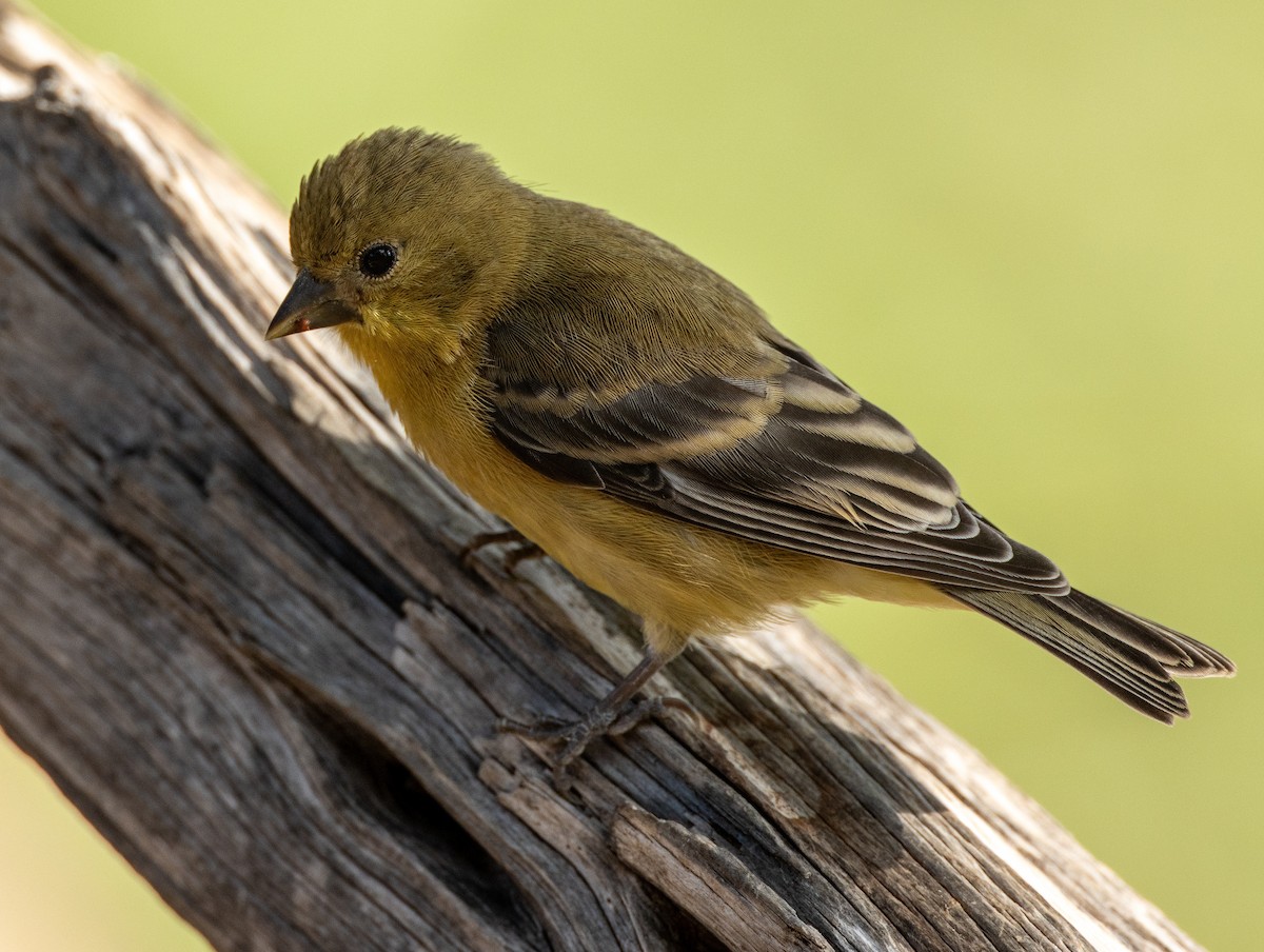 Lesser Goldfinch - ML624092685