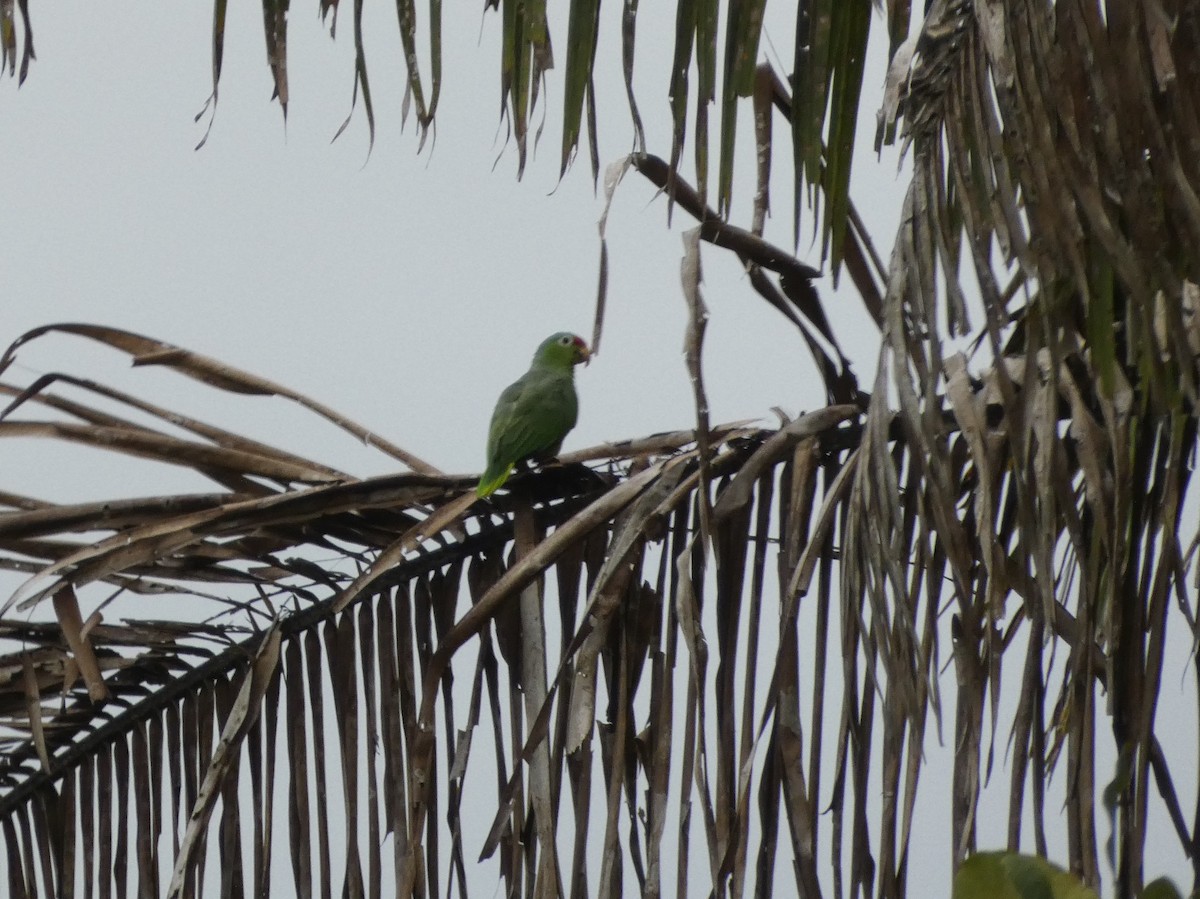 Red-lored Parrot - ML624092686