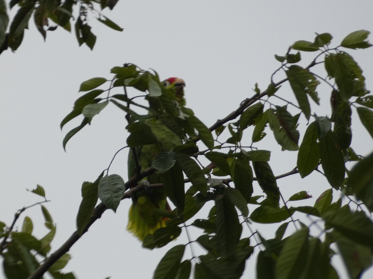 Red-lored Parrot - ML624092687