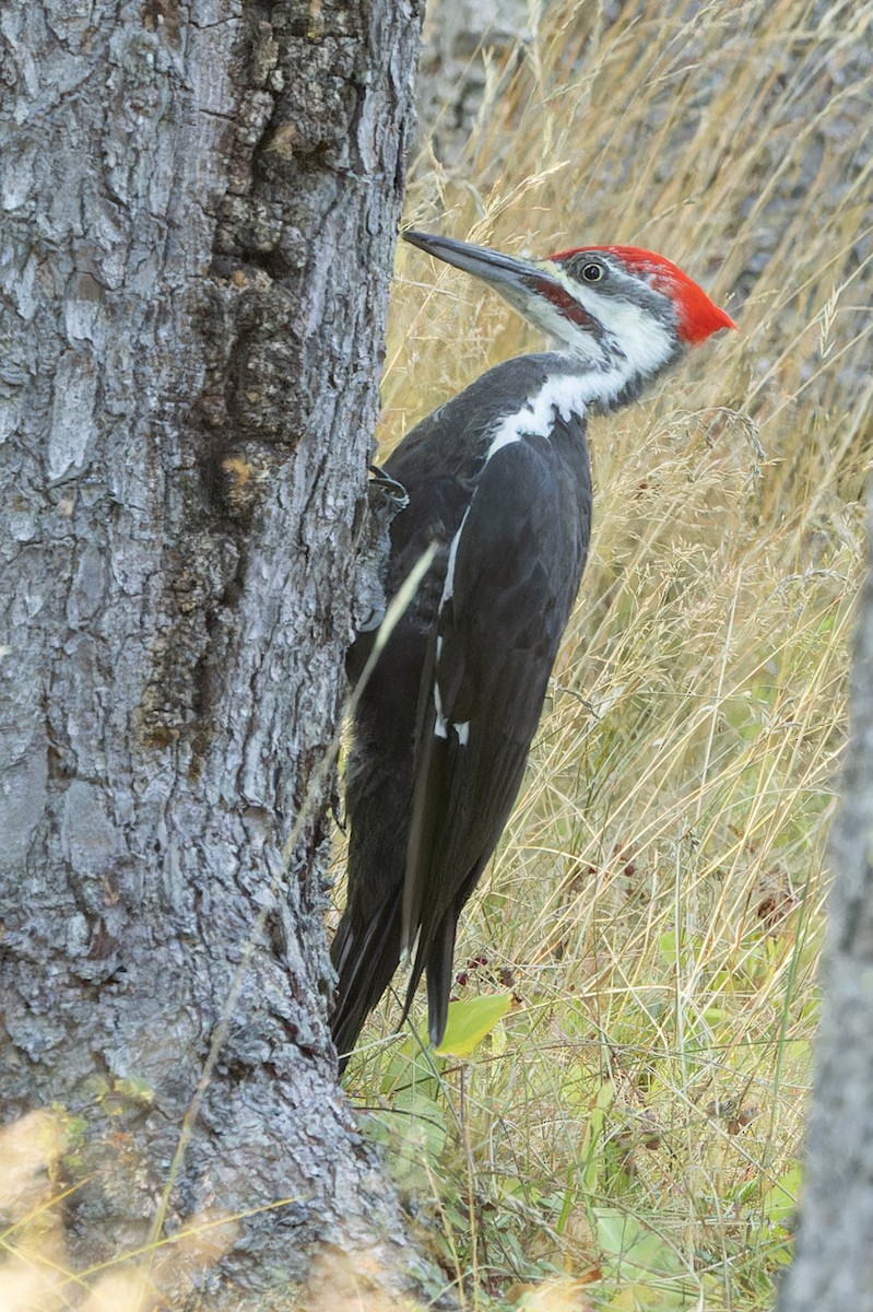 Pileated Woodpecker - ML624092730