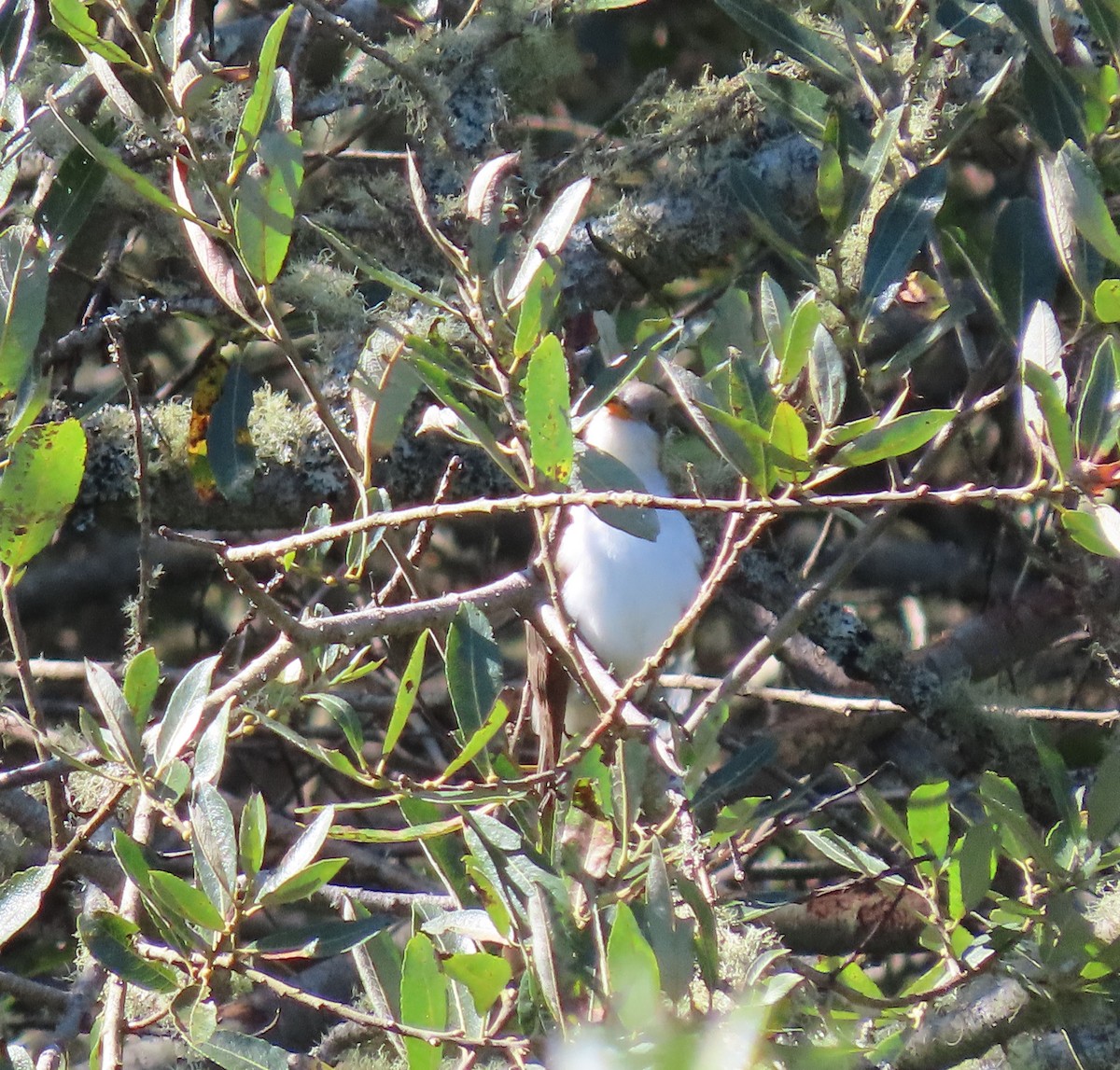 Yellow-billed Cuckoo - Elizabeth Lewis