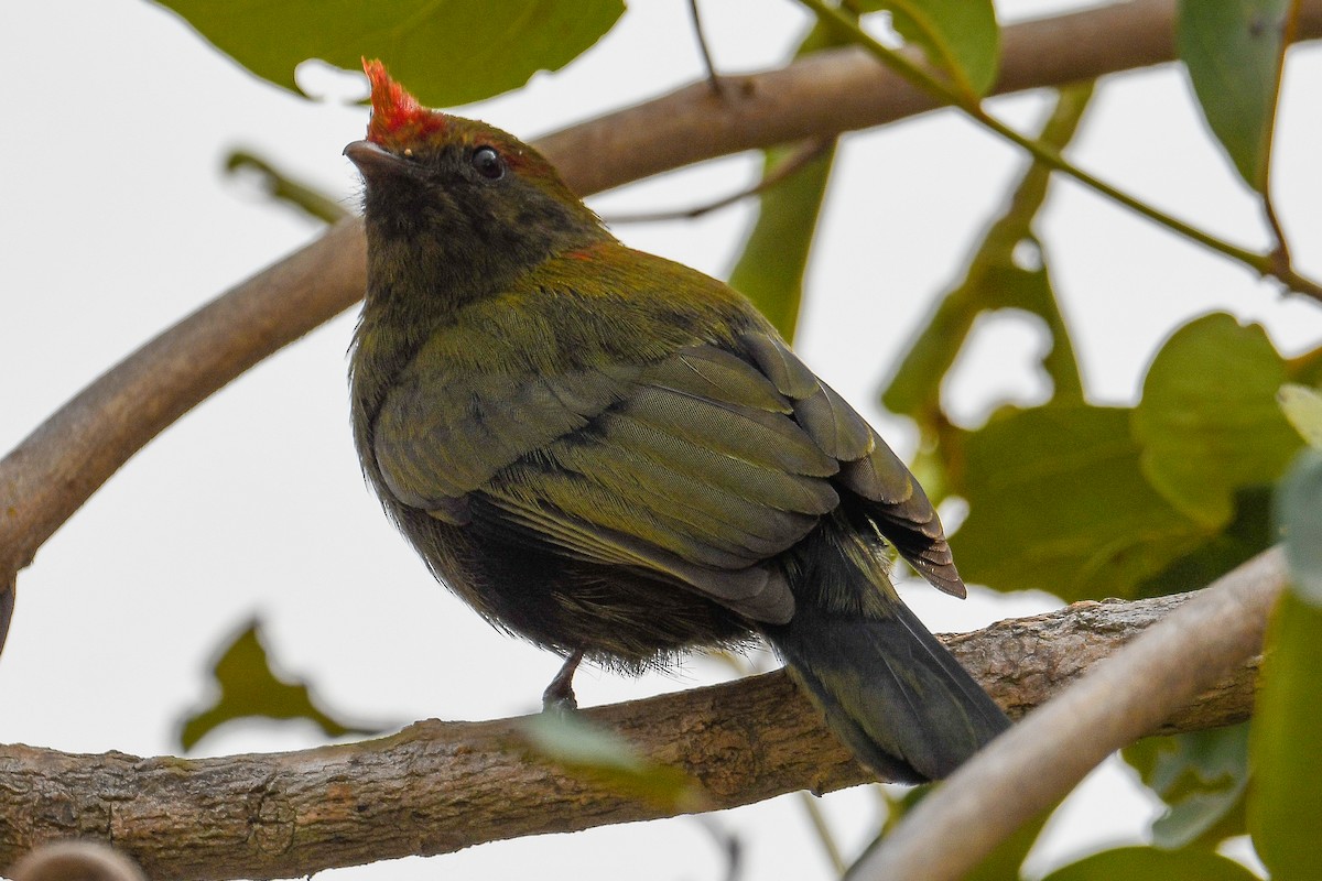 Helmeted Manakin - ML624092797