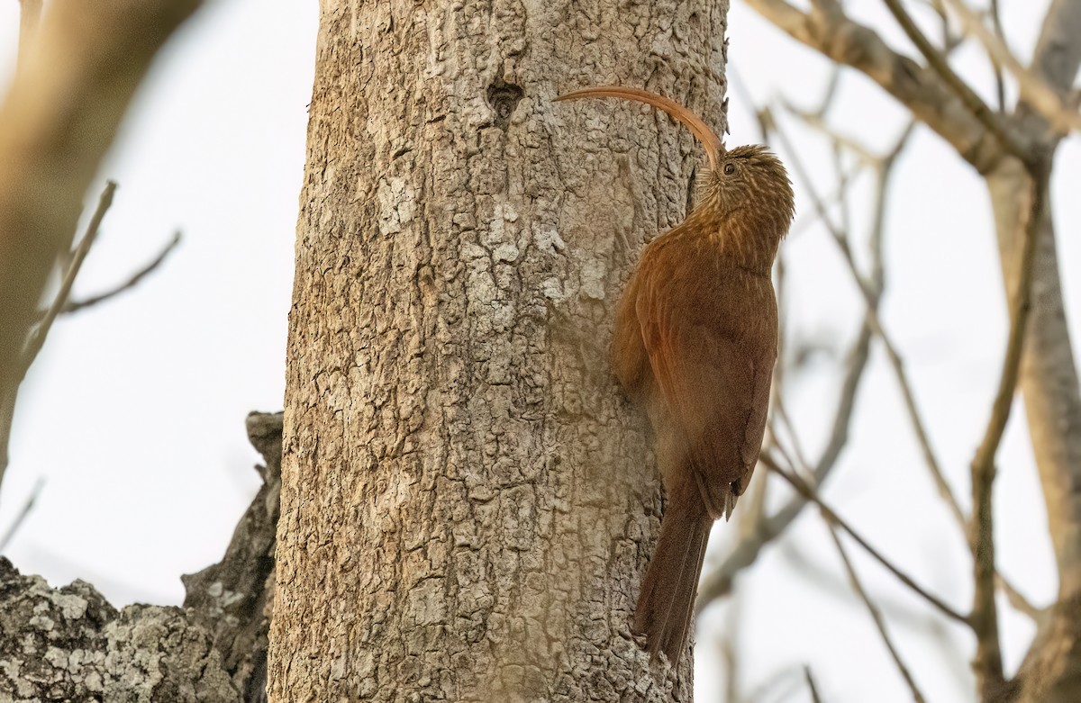 Red-billed Scythebill - ML624092831