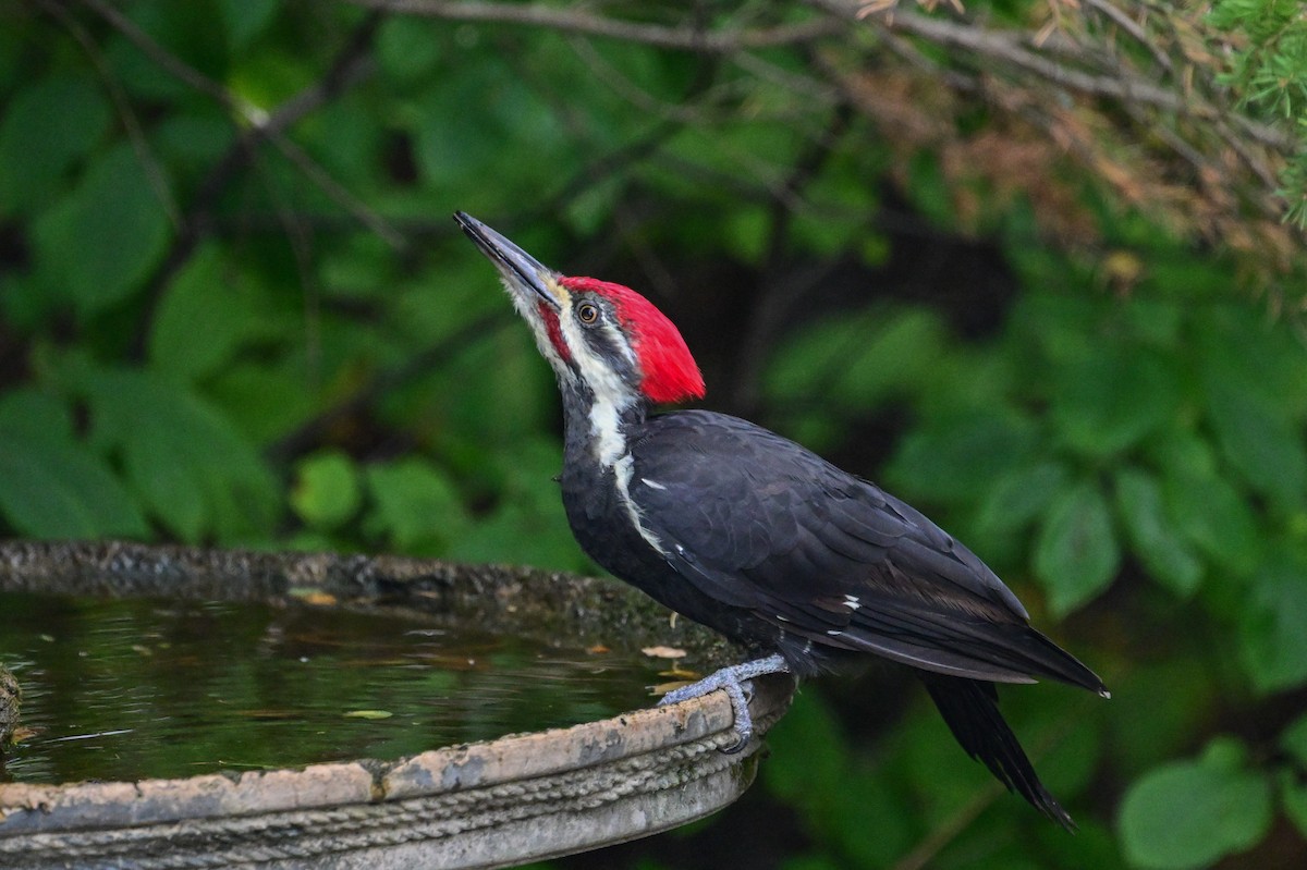 Pileated Woodpecker - ML624092833