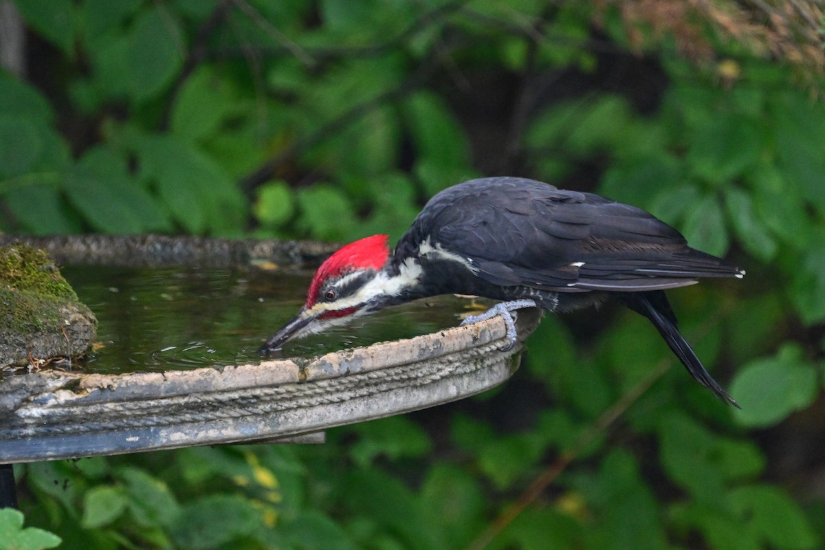 Pileated Woodpecker - ML624092834