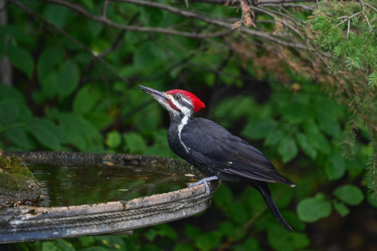 Pileated Woodpecker - Serg Tremblay