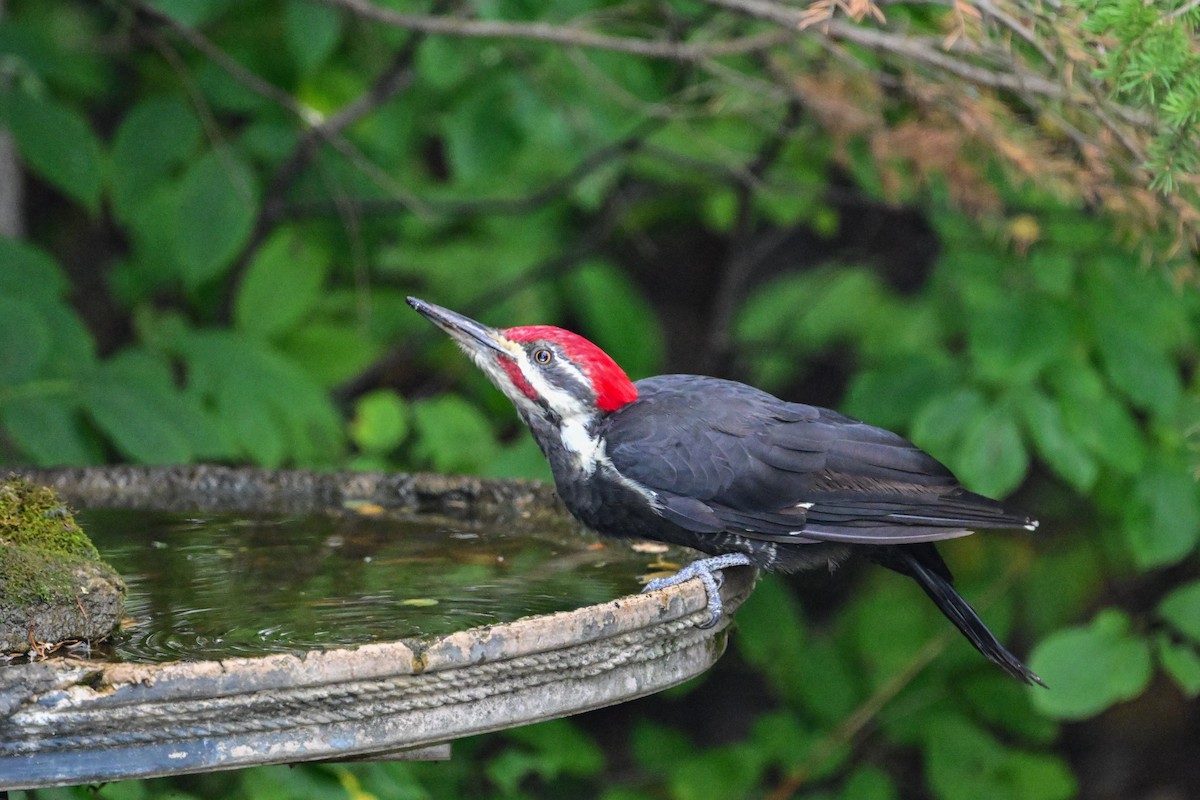 Pileated Woodpecker - ML624092836