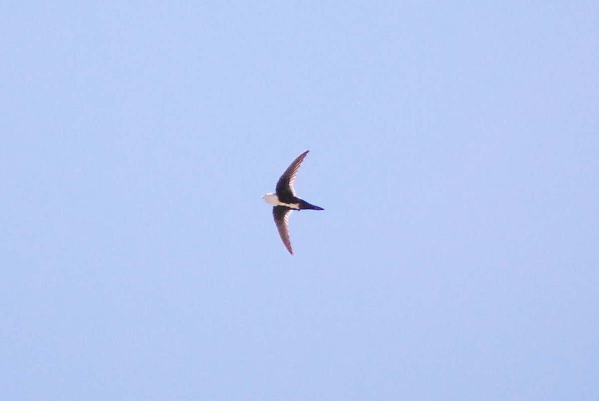 White-throated Swift - Dana Parsons