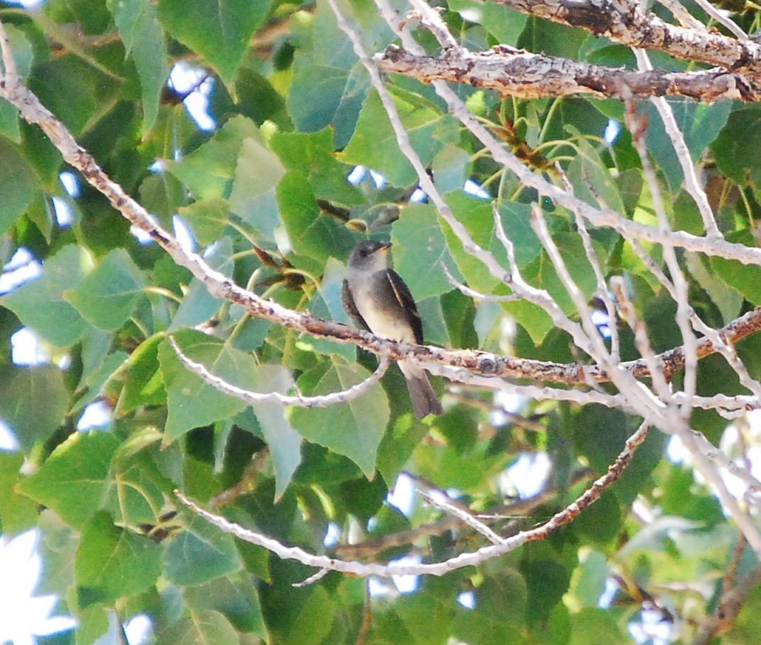 tanımsız Tyrannidae sp. - ML624092871