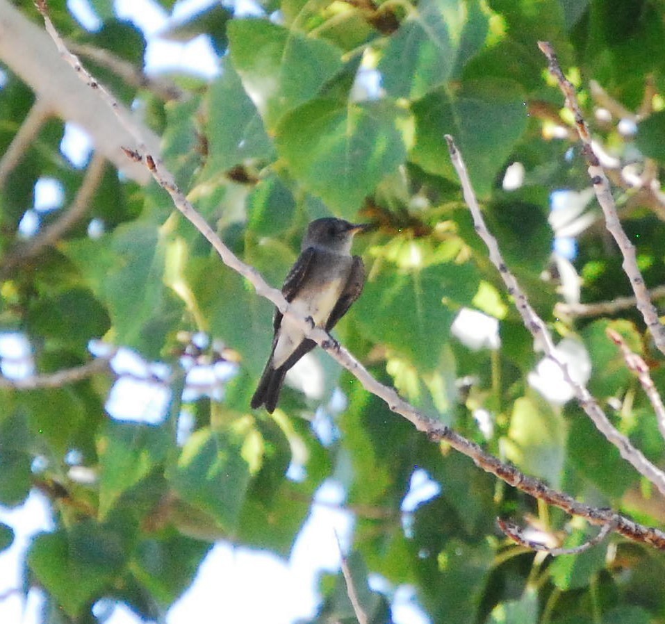 tanımsız Tyrannidae sp. - ML624092872