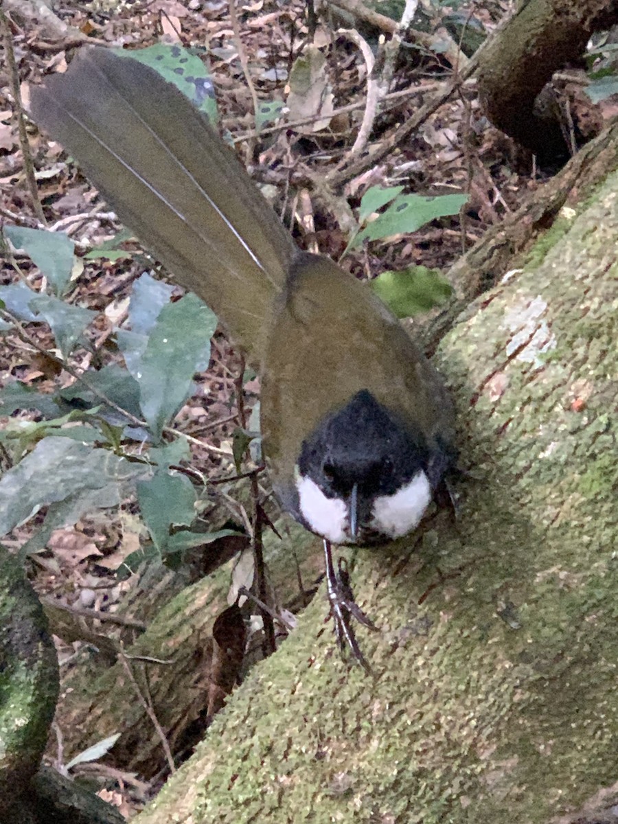 Eastern Whipbird - ML624092927