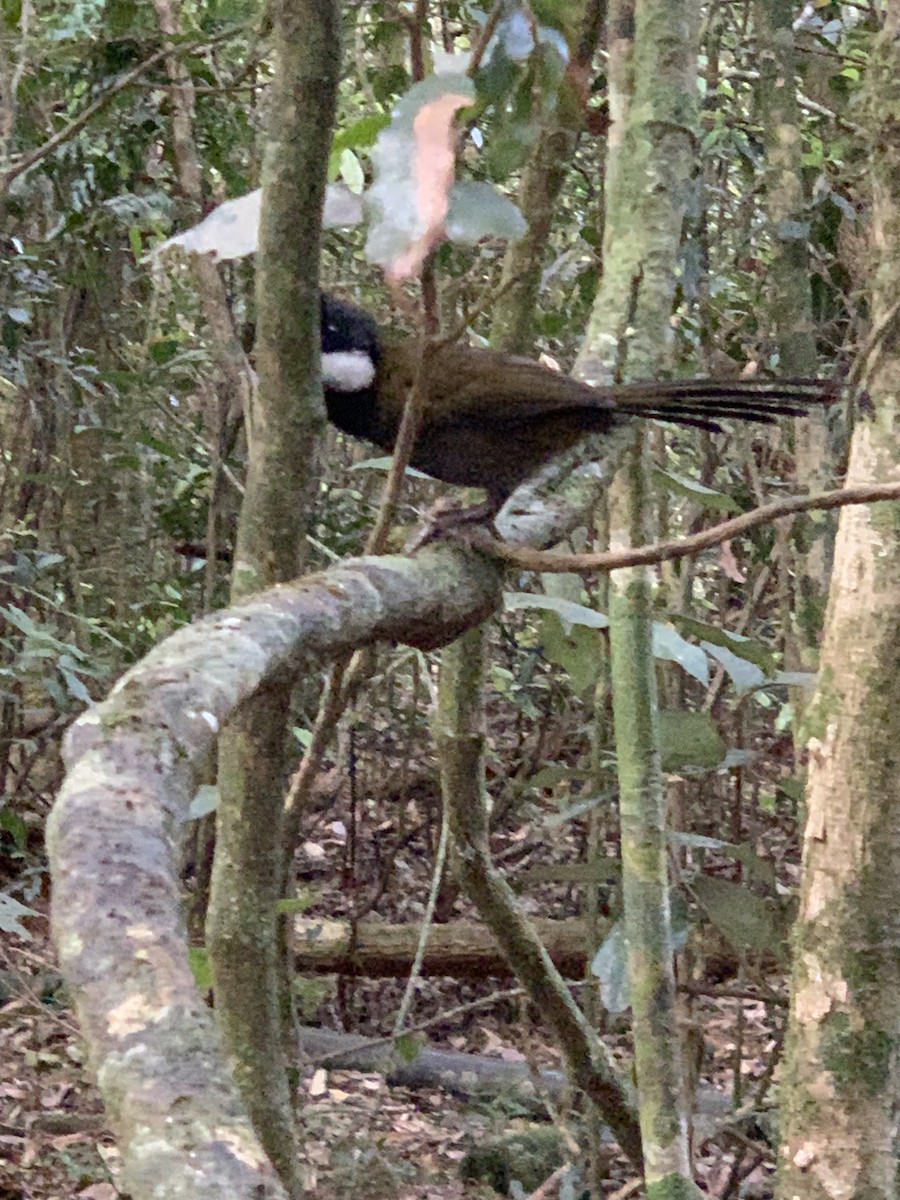 Eastern Whipbird - ML624092928