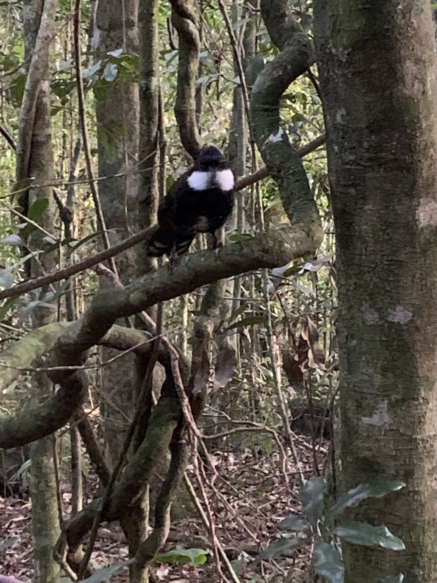 Eastern Whipbird - ML624092929