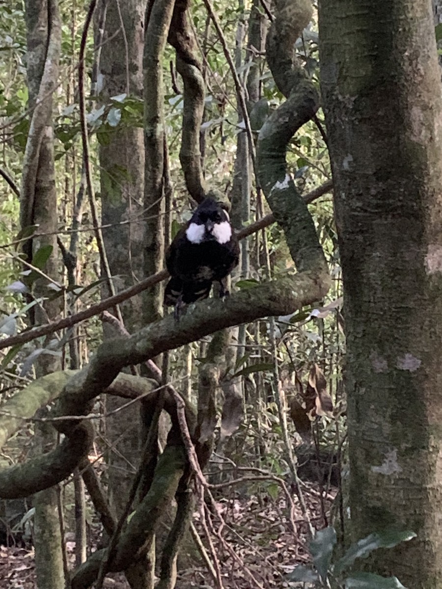 Eastern Whipbird - George Lynch