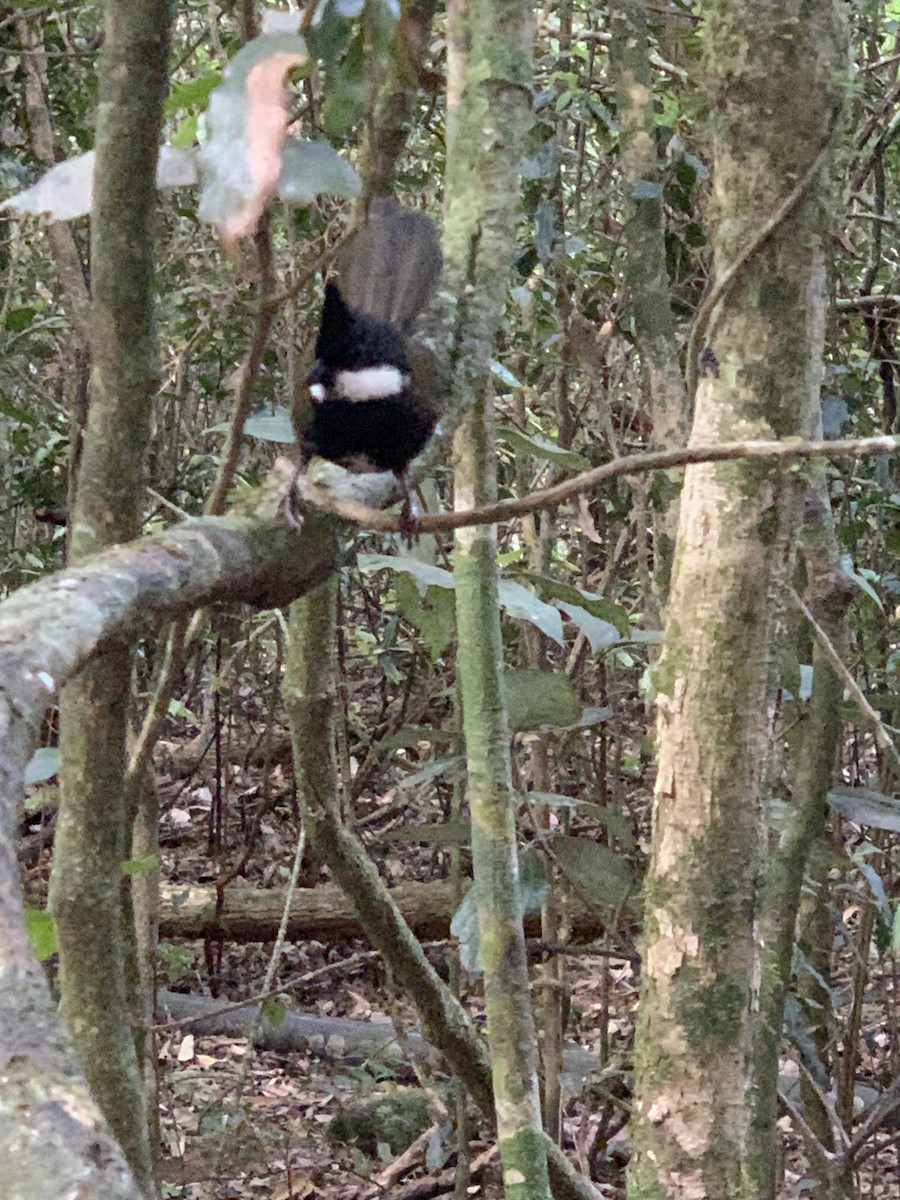 Eastern Whipbird - ML624092932