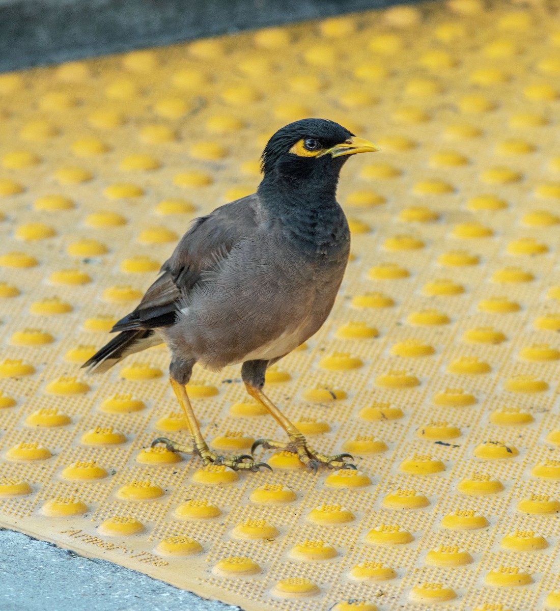 Common Myna - ML624092941