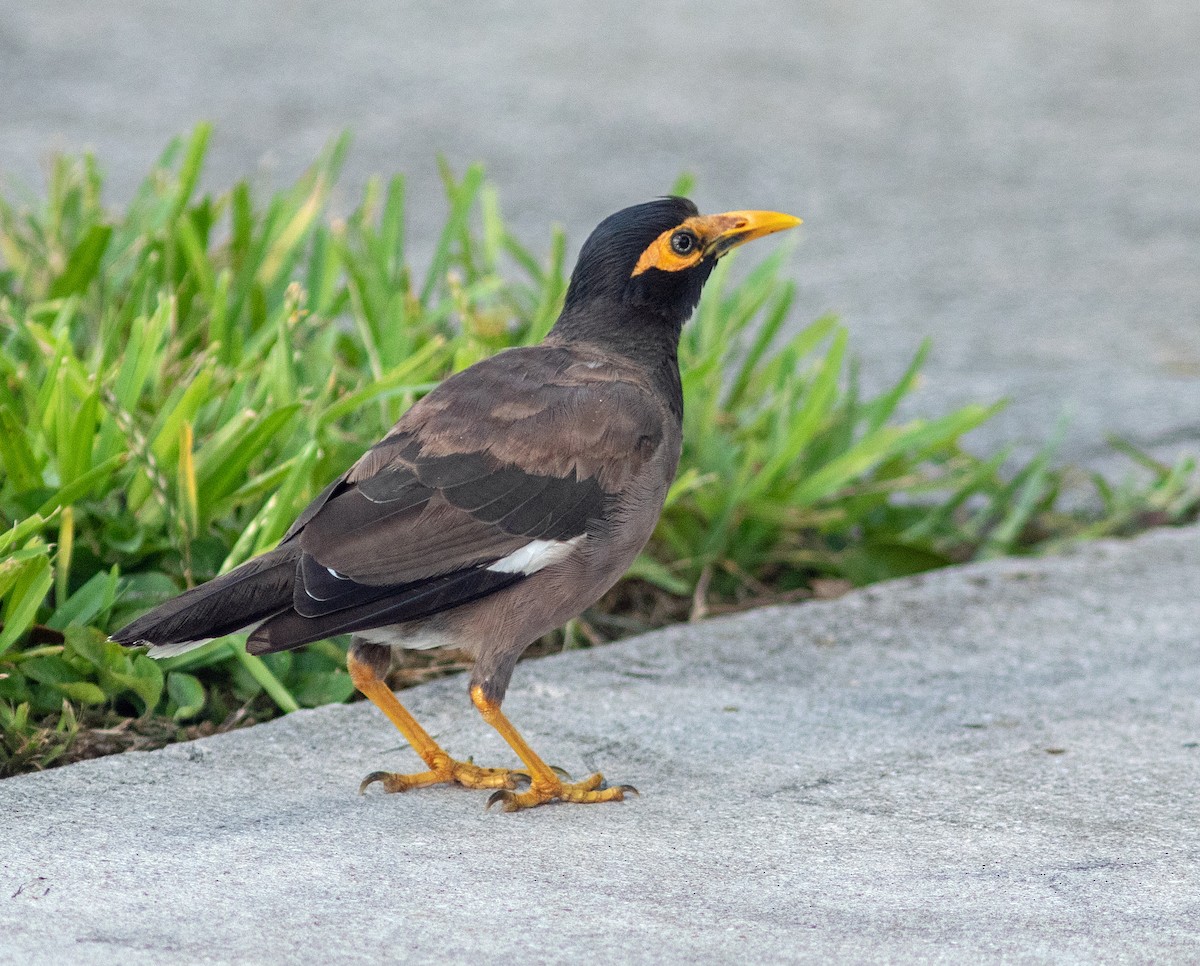 Common Myna - ML624092943