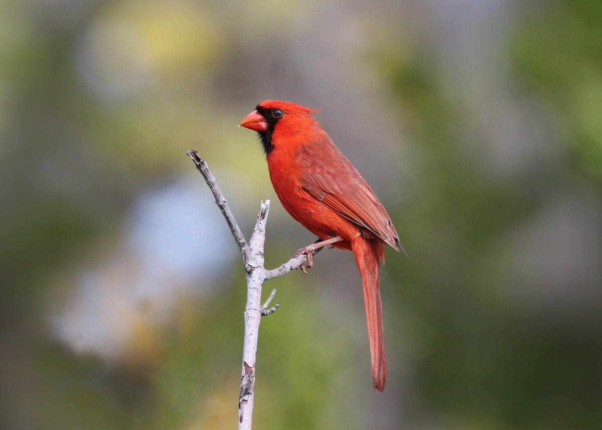 Northern Cardinal - ML624093021