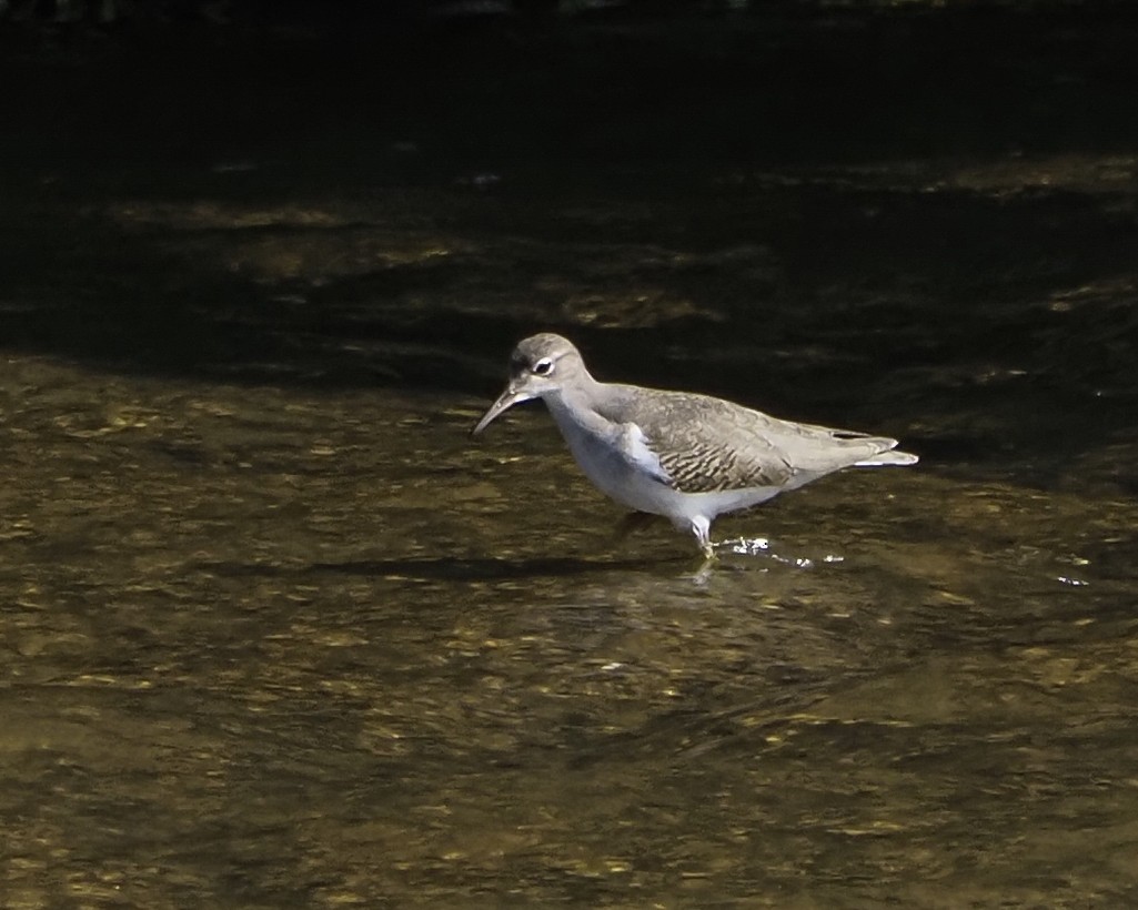 Spotted Sandpiper - Mikael Behrens