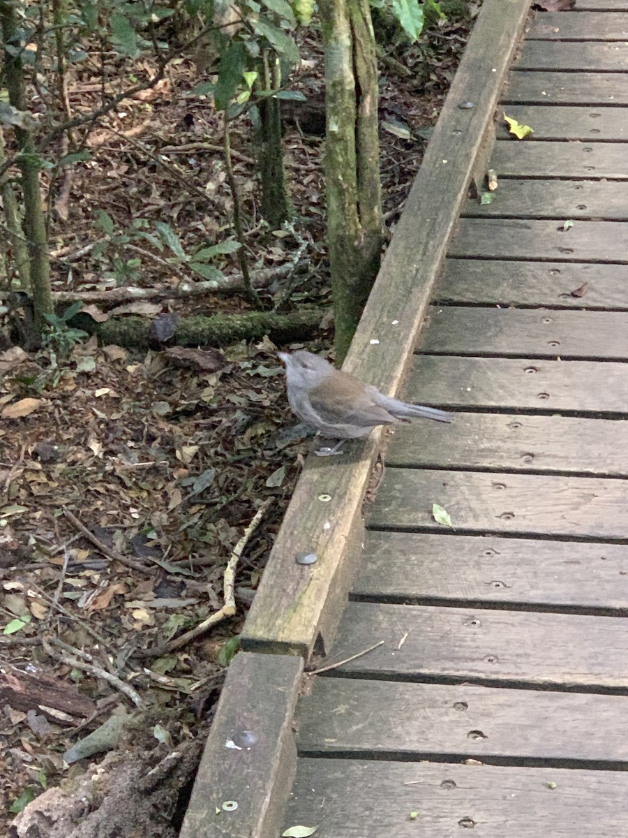 Gray Shrikethrush - ML624093060