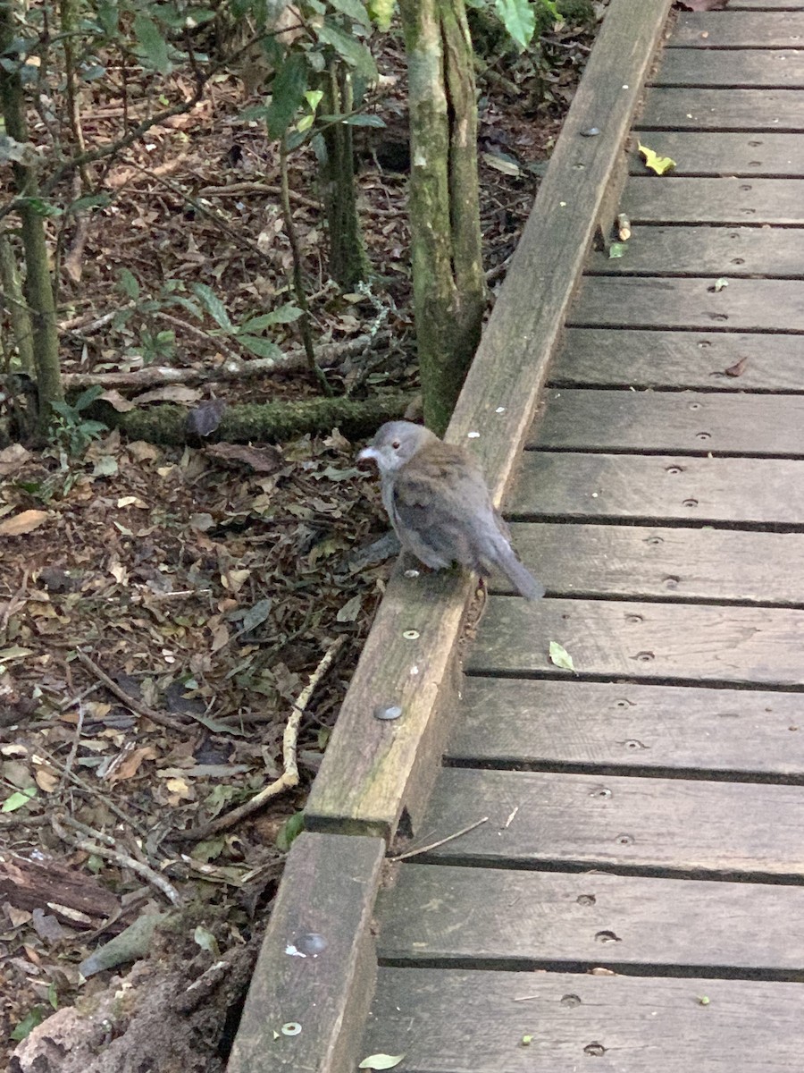 Gray Shrikethrush - ML624093061