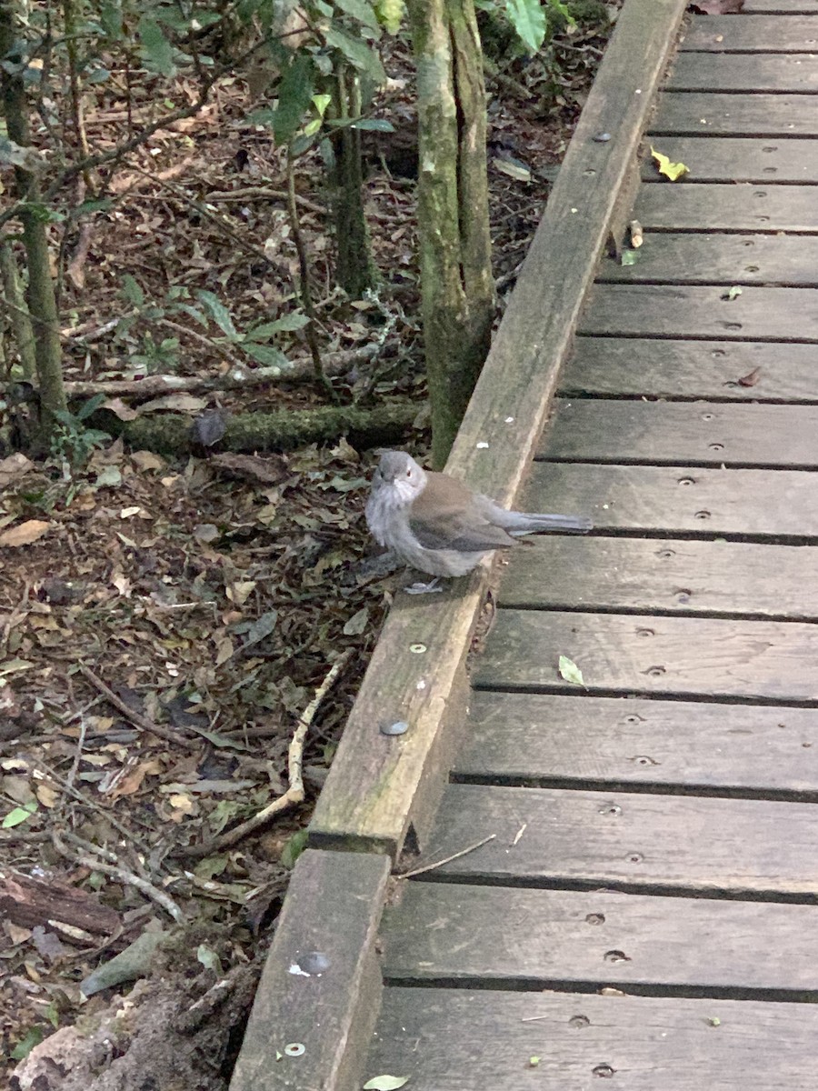 Gray Shrikethrush - ML624093062