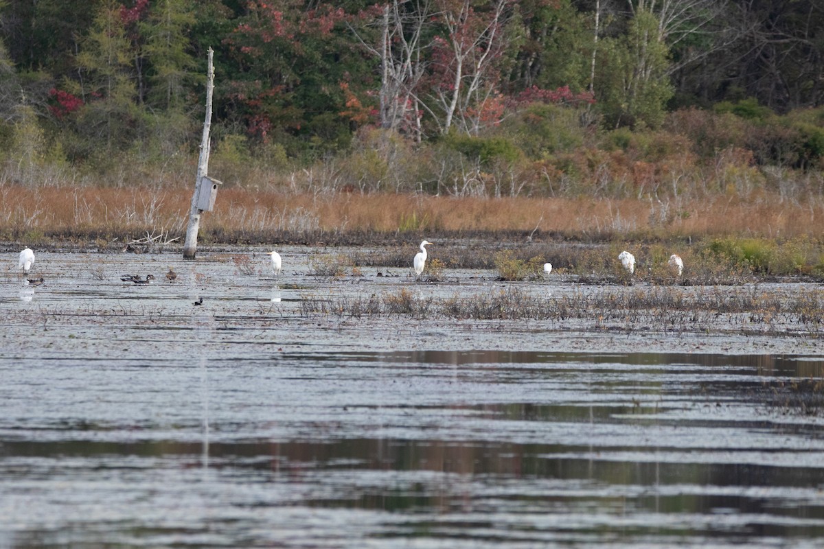 Great Egret - ML624093106