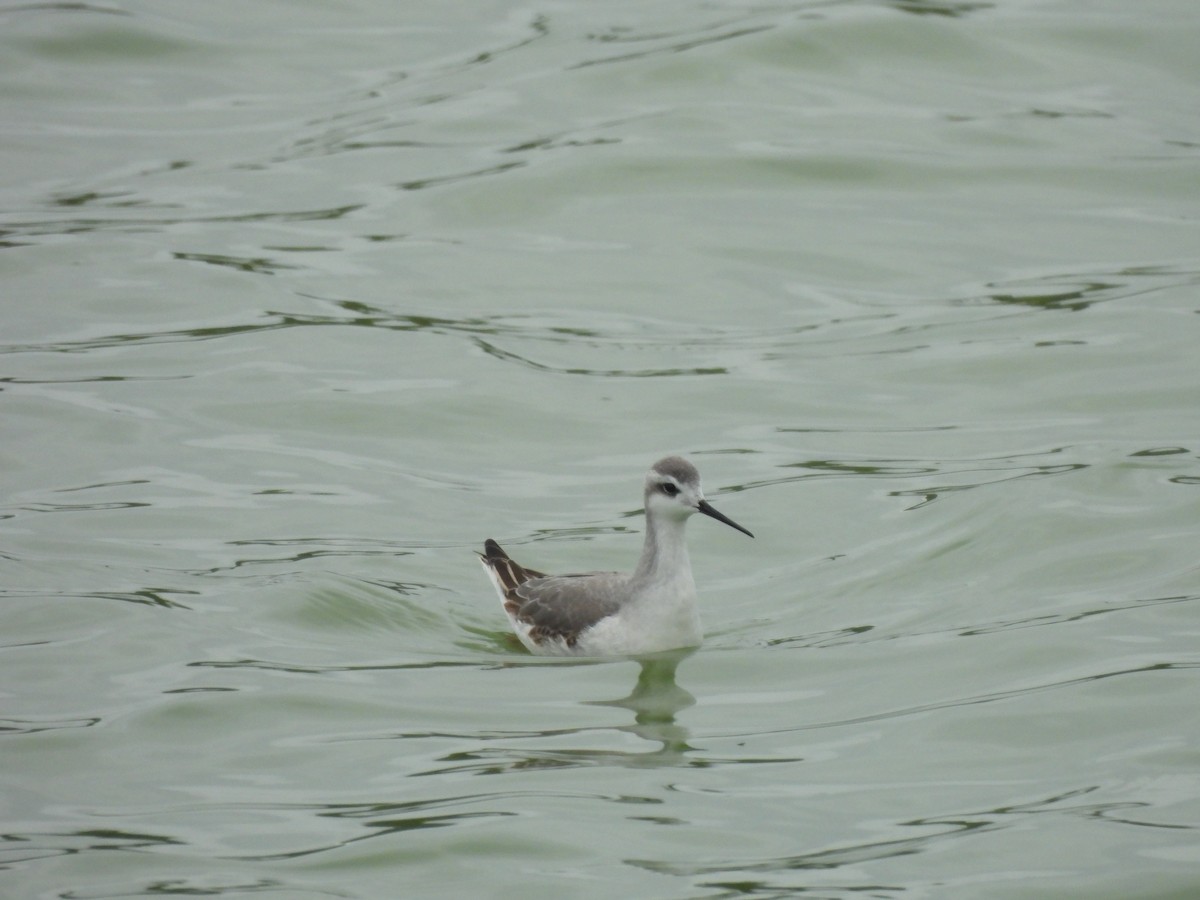 Wilson's Phalarope - Ann Branch