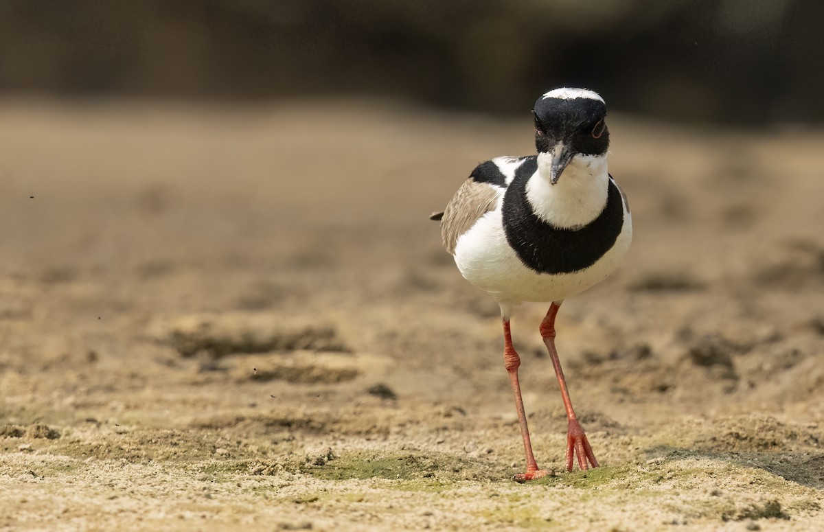 Pied Plover - ML624093122