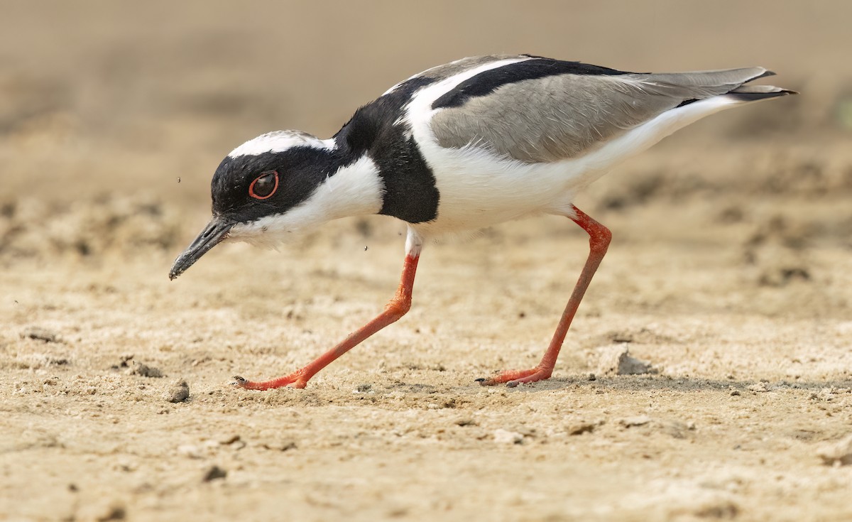 Pied Plover - ML624093123