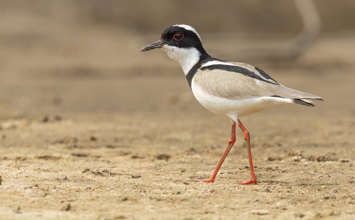 Pied Plover - ML624093124