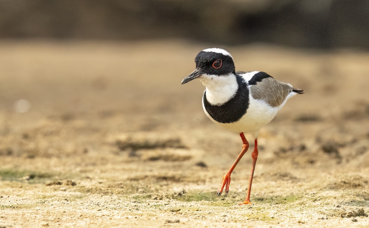 Pied Plover - ML624093125