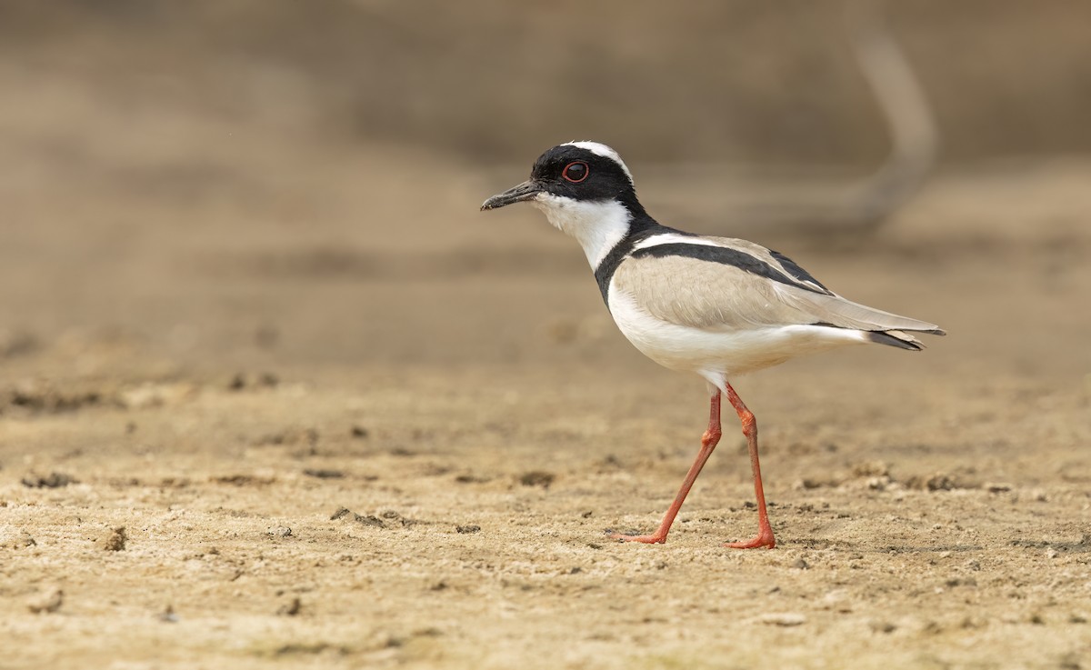 Pied Plover - ML624093126