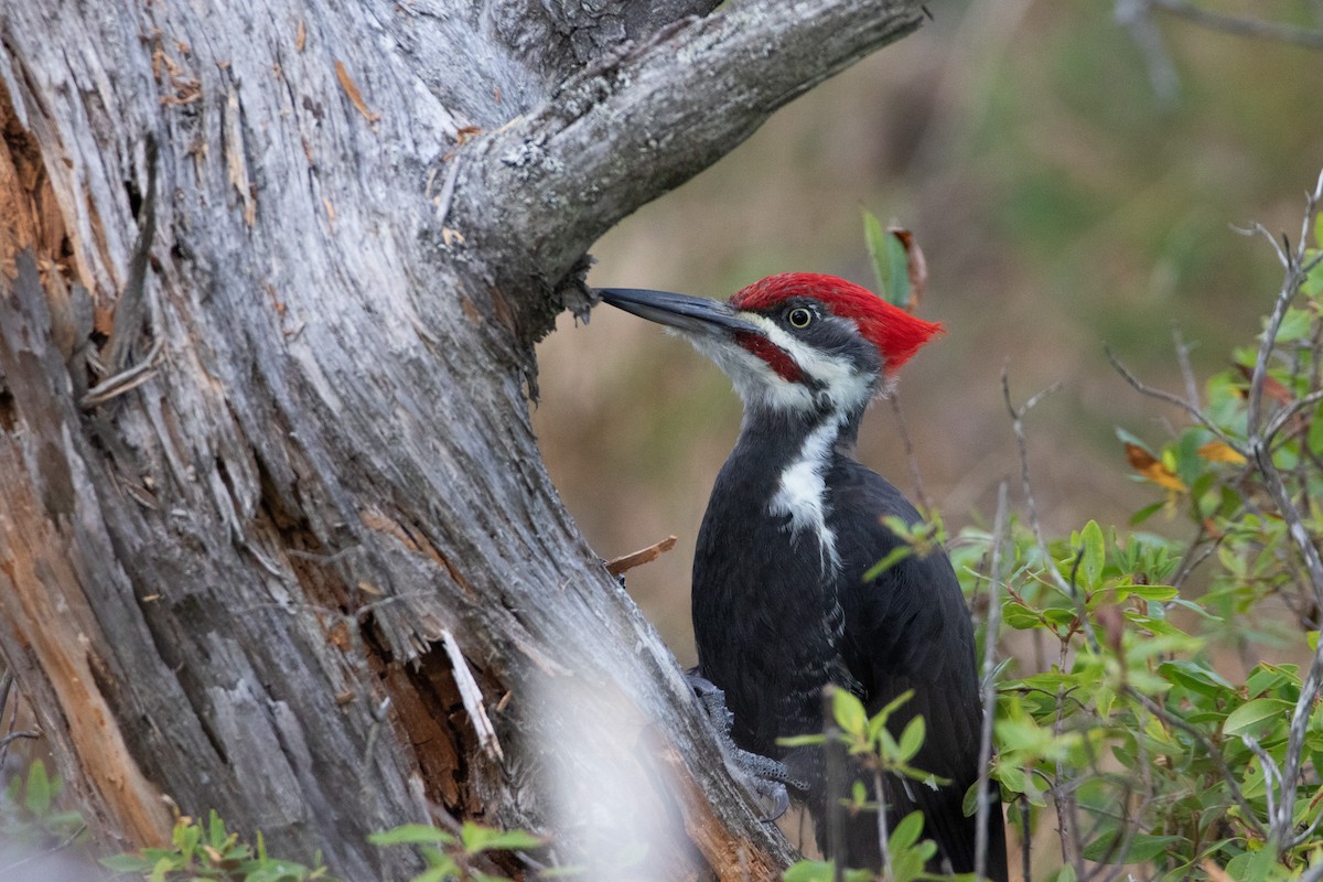 Pileated Woodpecker - ML624093139