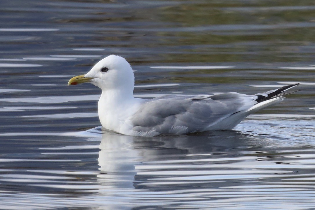 Iceland Gull - ML624093140