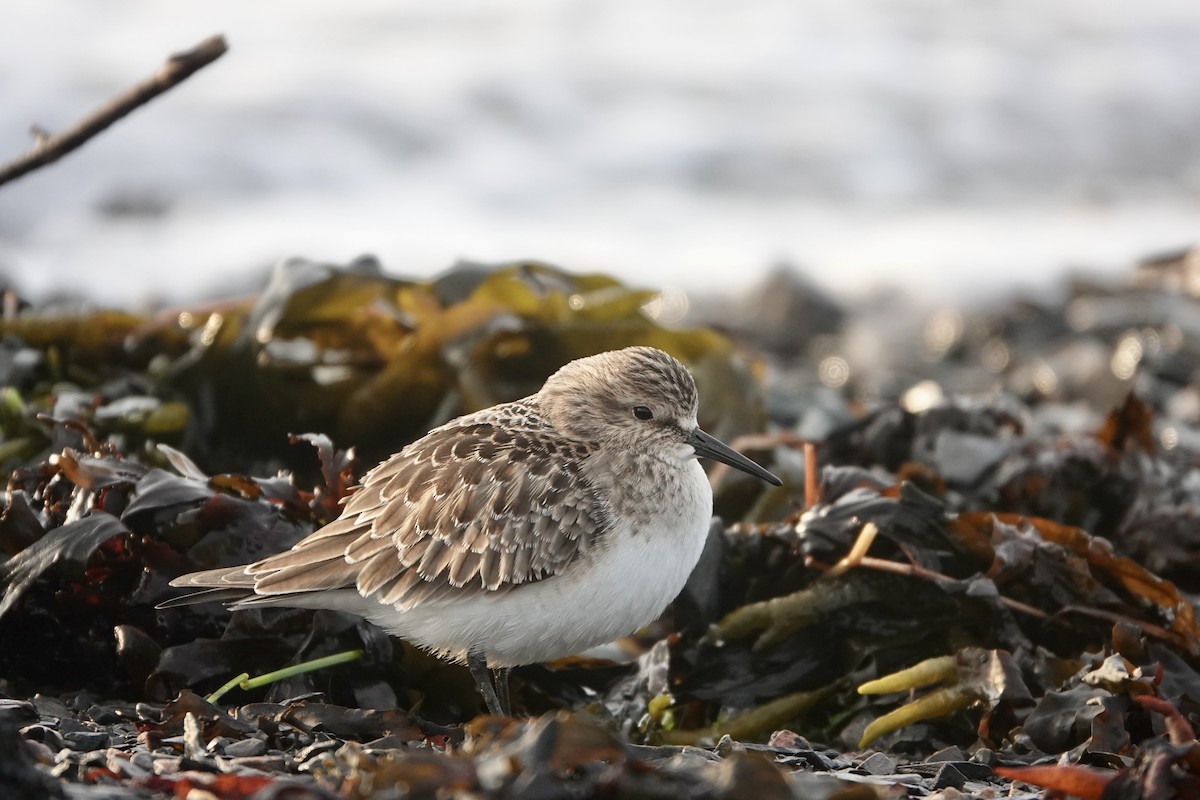 Baird's Sandpiper - ML624093176