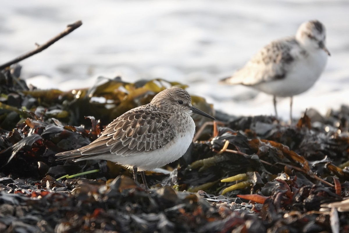 Baird's Sandpiper - ML624093177