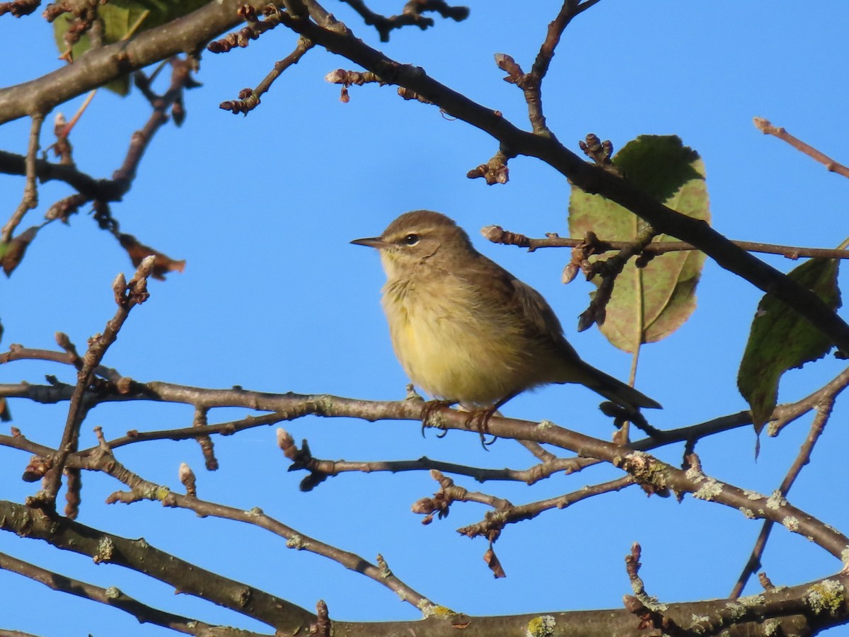 Palm Warbler - ML624093185