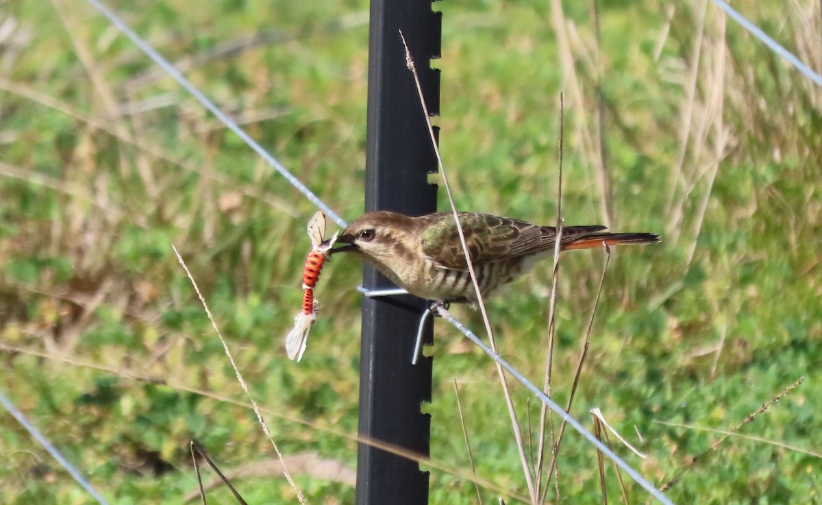 Horsfield's Bronze-Cuckoo - ML624093187