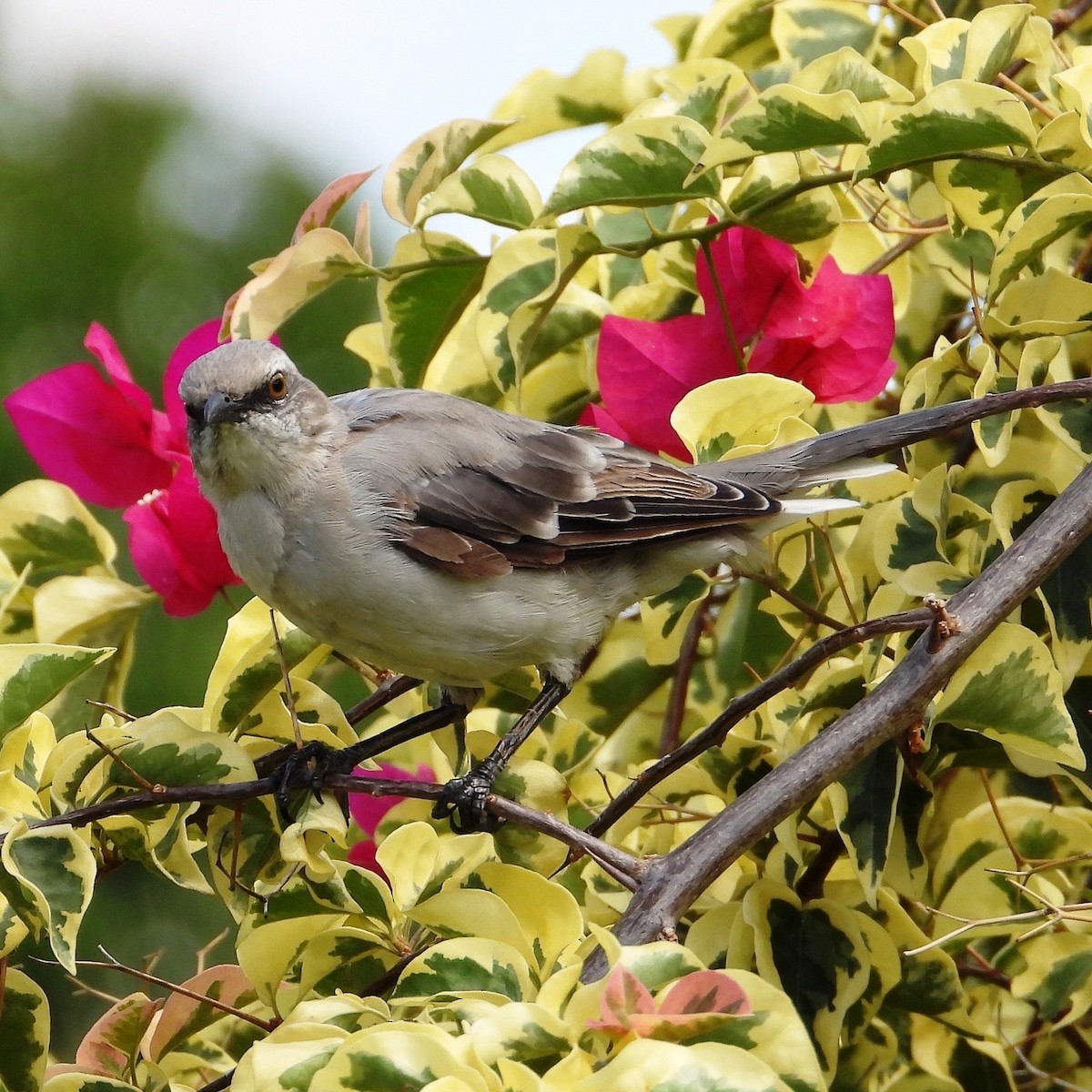 Tropical Mockingbird - ML624093189