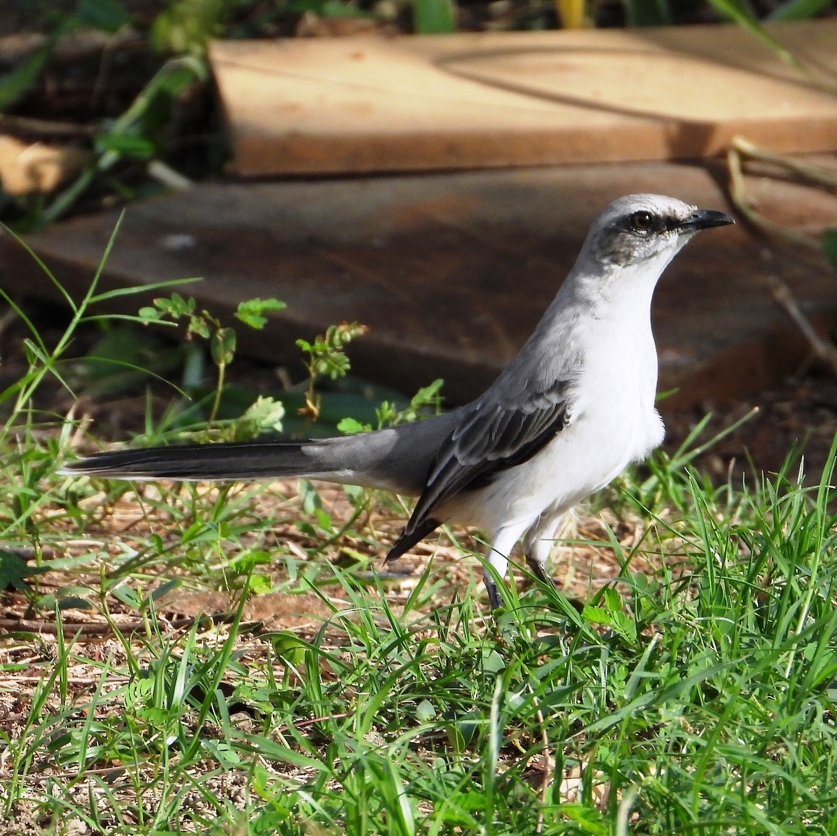 Tropical Mockingbird - ML624093190