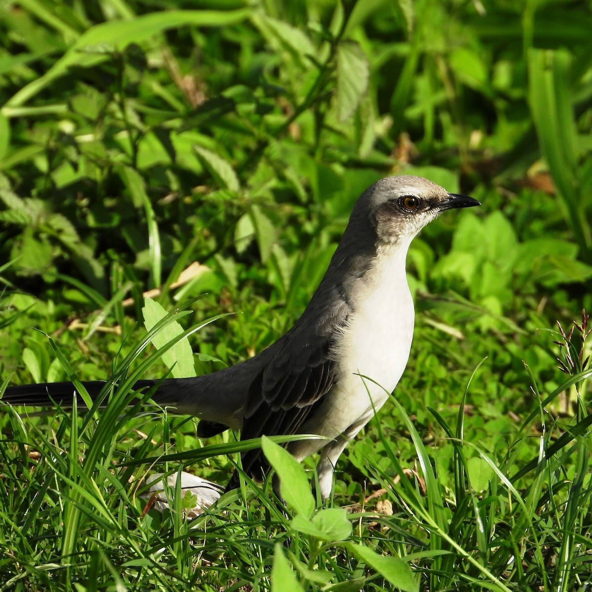 Tropical Mockingbird - ML624093192