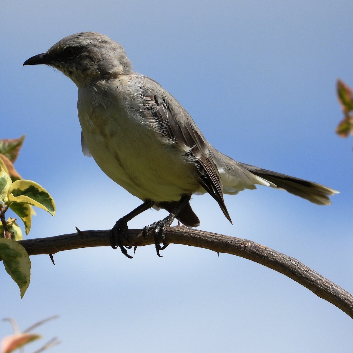 Tropical Mockingbird - ML624093193