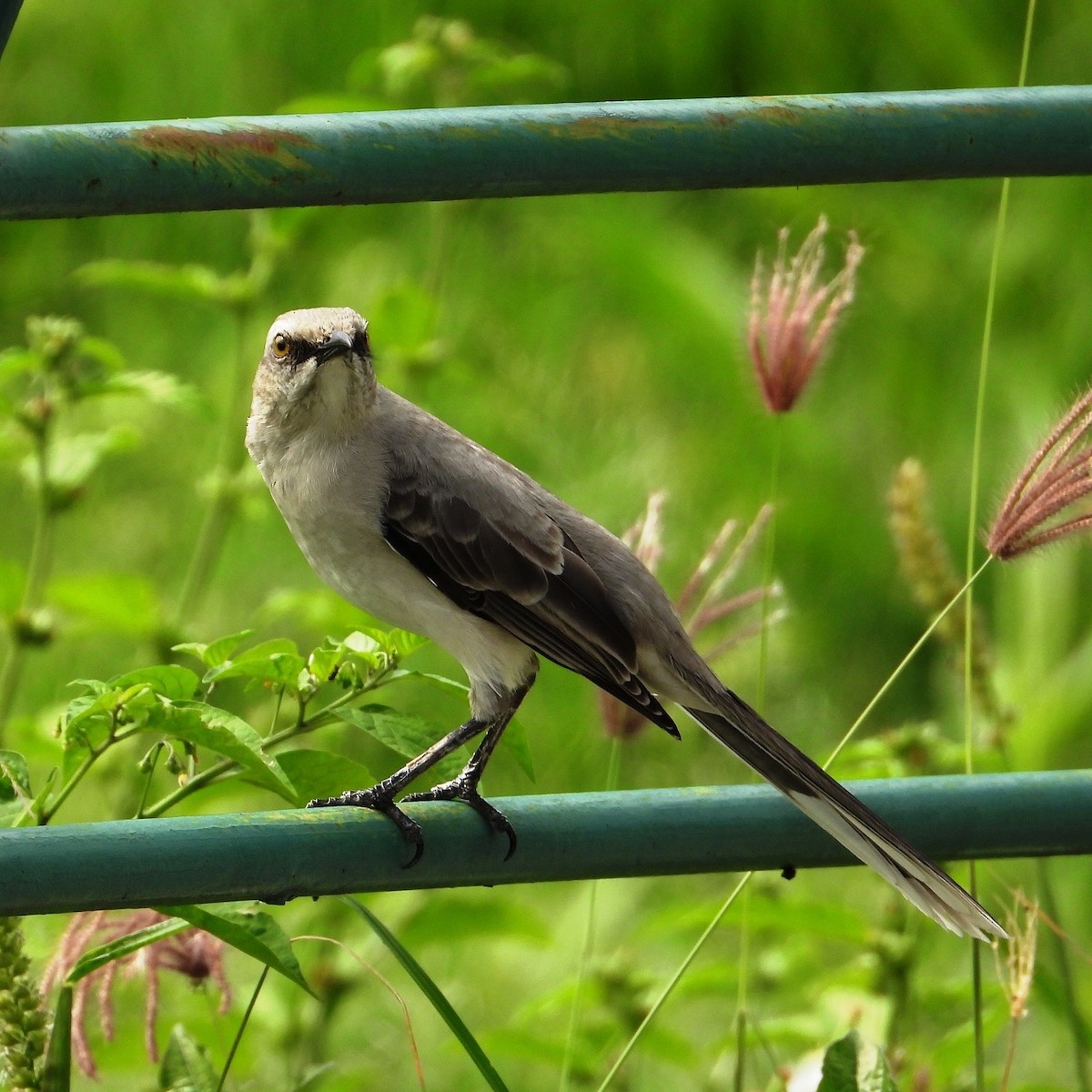 Tropical Mockingbird - ML624093194