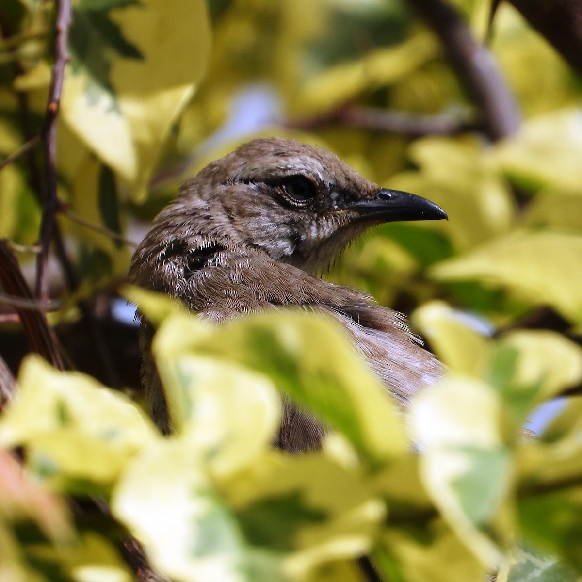 Tropical Mockingbird - Ramon Mena