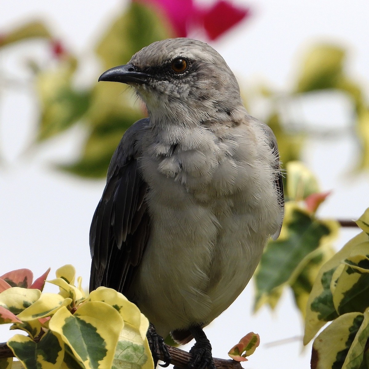 Tropical Mockingbird - ML624093196