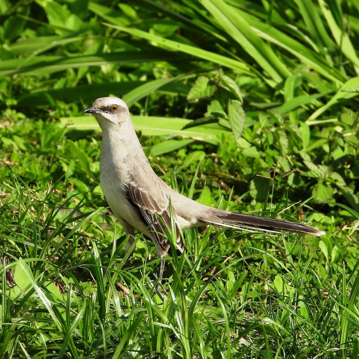 Tropical Mockingbird - ML624093197